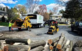 Best Tree Removal  in Edgerton, OH