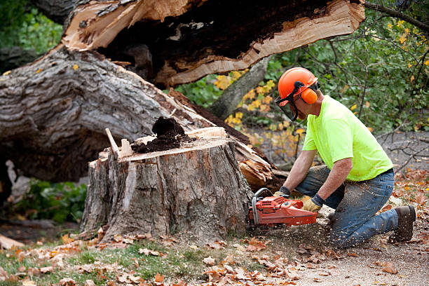 Best Tree Risk Assessment  in Edgerton, OH