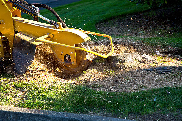 Best Tree Mulching  in Edgerton, OH